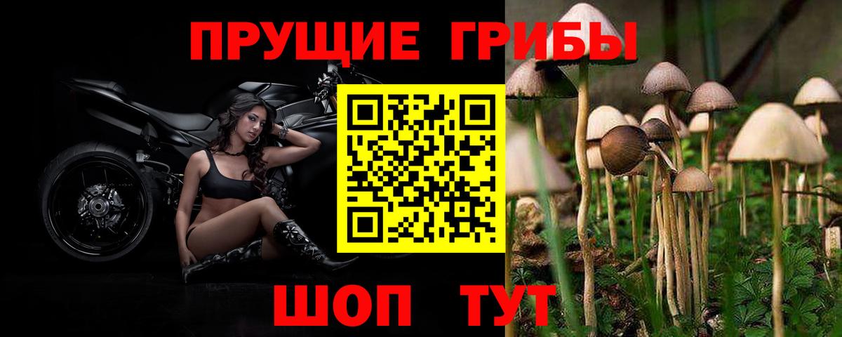 Галлюциногенные грибы Psilocybine cubensis Алапаевск